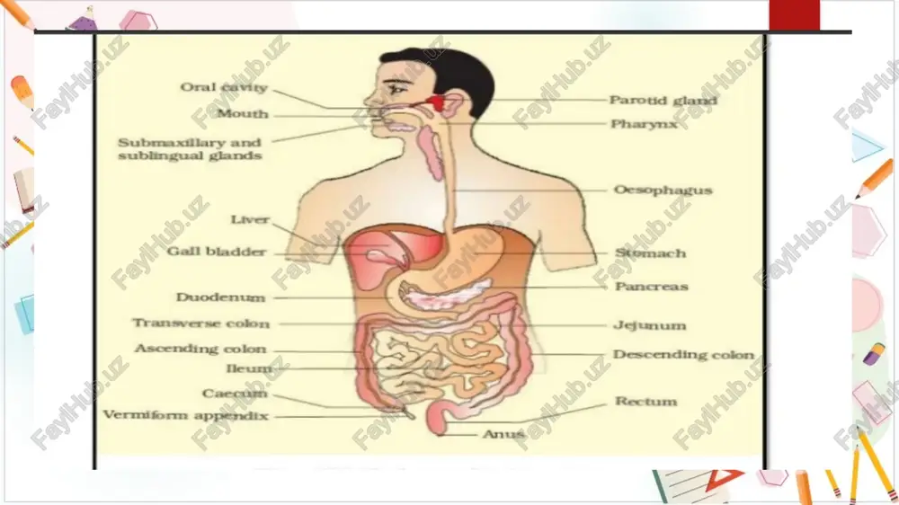 ns into the pharynx honeypot-defense through * a cartilaginous flap called epiglottis prevents the entry of food into mechanism the glottis — opening of the wind pipe during swallowing. eee #* the oesophagus is a thin, long tube which extentds posteriorly = passing through the neck, thorax, and diaphragm and leads to a ‘i’ shaped bag like structure called stomach. * a gastro oesophegal (muscular sphincter) regulates the opening of oesophagus into the stomach. what to upload to slideshare sideshare customer code: creating a company customers love 90832 hubspot lonel 39 12012021 € cg @ slideshare.net/karthikbharadwaj17/digestion-and-absorption-class-11-ppt wx @: upload explore recommended =. bluetooth technology karthik bharadwa} bluetooth technology + the stomach, located in the upper left portion of the abdominal cavity, has three major parts — a cardiac portion into which the oesophagus opens, a fundic region and a pyloric portion which opens into the first part of the small …
