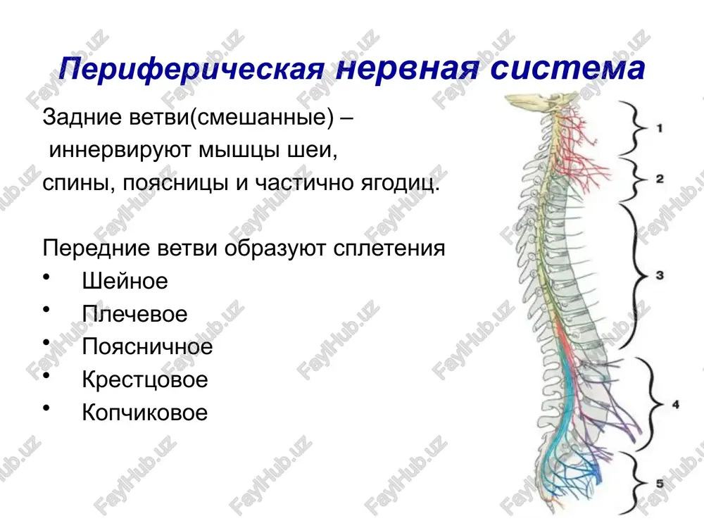 perifericheskaya nervnaya sistema - Page 4
