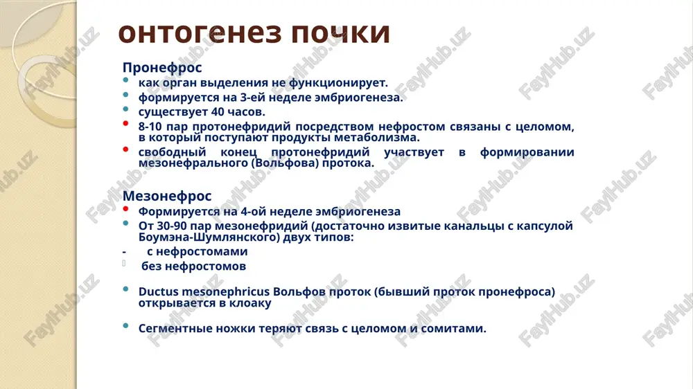 ya. sujenie mochetochnika imeet vajnoe znachenie v urologicheskoy praktike, oni yavlyayutsya mestom zastrevaniya kamney pri proxojdenii ix po mochetochniku. po otnosheniyu k bryushine - ekstraperitonealno stenka mochetochnika sostoit iz trex sloev: - vnutrennego - slizistoy obolochki, tunica mucosa, - srednego - mishechnoy obolochki, tunica muscularis, - vneshnego - adventitsialnoy obolochki, tunica adventitia. slizistaya obolochka, tunica mucosa, - obrazovana mnogosloynim perexodnim epiteliem i sobstvennoy plastinkoy mishechnoy obolochki, vklyuchayushey v svoy sostav elastichnie volokna. po vsey dline mochetochnika slizistaya obolochka obrazuet prodolnie skladki. mishechnaya obolochka, tunica muscularis, - v verxney chasti mochetochnika sostoit iz dvux sloev: prodolnogo i krugovogo, a vnizu - iz trex sloev: vnutrennego i narujnogo prodolnogo i srednego krugovogo. adventatsionnaya obolochka, tunica adventitia, pokrivaet snaruji mochetochnik. ona sostoit iz puchkov kollagenovix volokon, nervnix puchkov i mishechnix kletok. stroenie mochetochnika funktsiya mochetochnika svyazana s rabotoy sfinkternogo apparata chashechek, loxanki i mochevogo puzirya. koordinirovannaya funktsiya etix otdelov mochevoy sistemi obespechivaet normalnuyu …