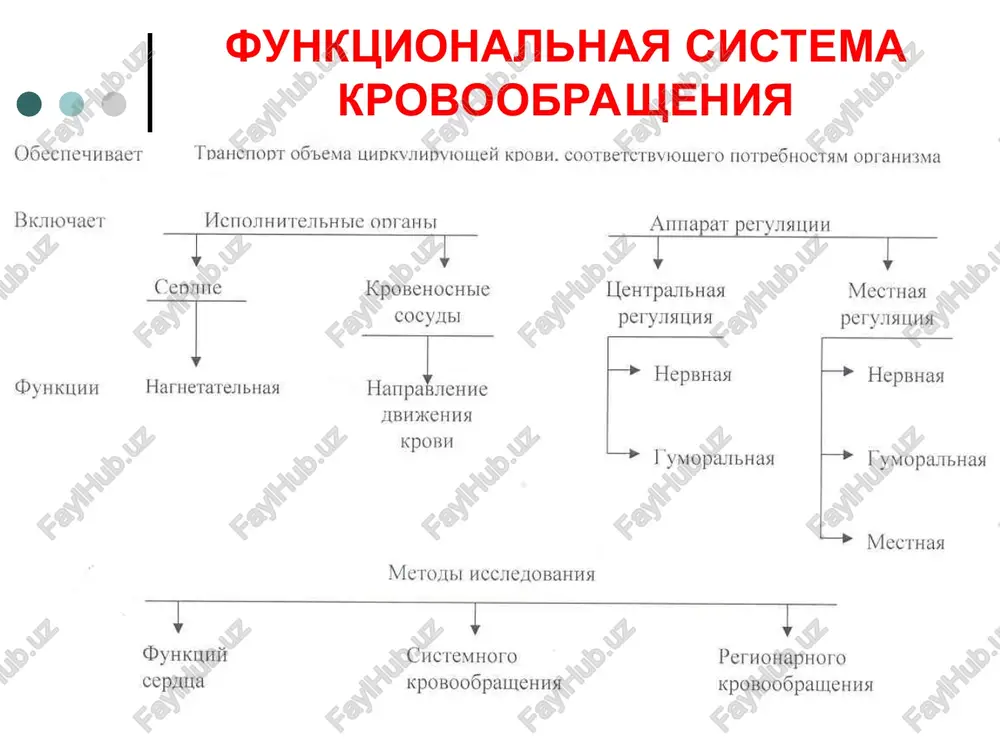 i predserdiy uvelichivaetsya ot 0 (v diastolu) do 5-8 mm rt.st. (v sistolu) i cherez otkritie atrioventrikulyarnie klapani proisxodit dopolnitelnoe napolnenie krovyu polostey jeludochkov (okolo 30 % ix ob'yoma, 70 % ob'yoma jeludochkov bilo zapolneno krovyu v predshestvuyushuyu diastolu predserdiy). posle okonchaniya sistoli predserdiy odnovremenno nachinaetsya sistola jeludochkov i diastola predserdiy, kotoraya dlitsya 0,7 s. rasslablenie miokarda predserdiy v diastolu privodit k snijeniyu davleniya v ix polostyax do 0. eto obespechivaet diastolicheskoe napolnenie predserdiy krovyu. serdechniy tsikl * sistola jeludochkov dlitsya 0,33 s. ona sostoit iz periodov i faz. slojnaya struktura sistoli jeludochkov obuslovlena stroeniem ix provodyashey sistemi i bolshey, chem v predserdiyax tolshinoy miokarda sistola jeludochkov nachinaetsya periodom napryajeniya, dlitelnostyu 0,08 s, sostoyashim iz dvux faz. faza asinxronnogo sokrasheniya volokon miokarda jeludochkov dlitsya 0,05 s. v techenie etoy fazi protsess vozbujdeniya i sleduyushiy za nim protsess sokrasheniya rasprostranyayutsya po miokardu jeludochkov. davlenie v polosti jeludochkov eshyo blizko k nulyu. …