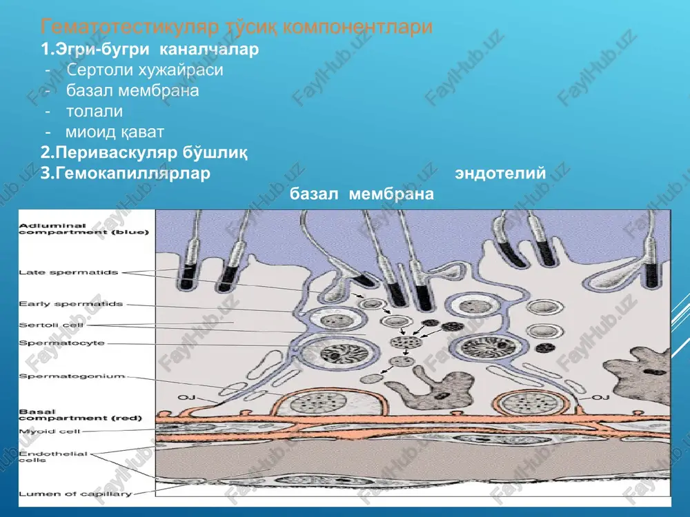 erkaklar jinsiy sistemasi - Page 4