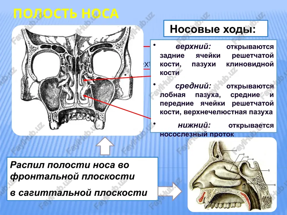 a v postkapillyarnie venuli, formiruyushie sistemu legochnoy veni, po kotoroy obogashennaya kislorodom krov vrashaetsya v serdtse. bronxialnie arterii, sostavlyayushie vtoruyu, istinno arterialnuyu sistemu, otxodyat ot aorti, pitayut bronxi i legochnuyu parenximu arterialnoy krovyu. postkapillyarnie venuli, otxodyashie ot bronxov, ob'edinyayutsya v melkie veni, kotorie dayut nachalo perednim i zadnim bronxialnim venam. na urovne melkix bronxov raspolagayutsya arteriolovenulyarnie anastomozi mejdu bronxialnimi i legochnimi arterialnimi sistemami. sredostenie sredostenie — anatomicheskoe prostranstvo v srednix otdelax grudnoy polosti. sredostenie ogranicheno grudinoy (speredi) pozvonochnikom (szadi). organi sredosteniya okrujeni jirovoy kletchatkoy. po bokam ot sredosteniya raspolojeni plevralnie polosti. sredostenie ogranicheno snizu diafragmoy. vishe rukoyatki grudini sredostenie perexodit v kletchatochnie prostranstva shei. uslovnoy verxney granitsey sredosteniya yavlyaet­sya gorizontalnaya ploskost, proxodyashaya po verxnemu krayu rukoyatki grudini. uslovnaya liniya, provedennaya ot mesta prikrepleniya rukoyatki grudini k ee telu po napravleniyu k iv grudnomu pozvonku, delit sredostenie na verxnee i nijnee. frontalnaya ploskost, provedennaya po zadney stenke traxei, delit verxnee sredostenie …