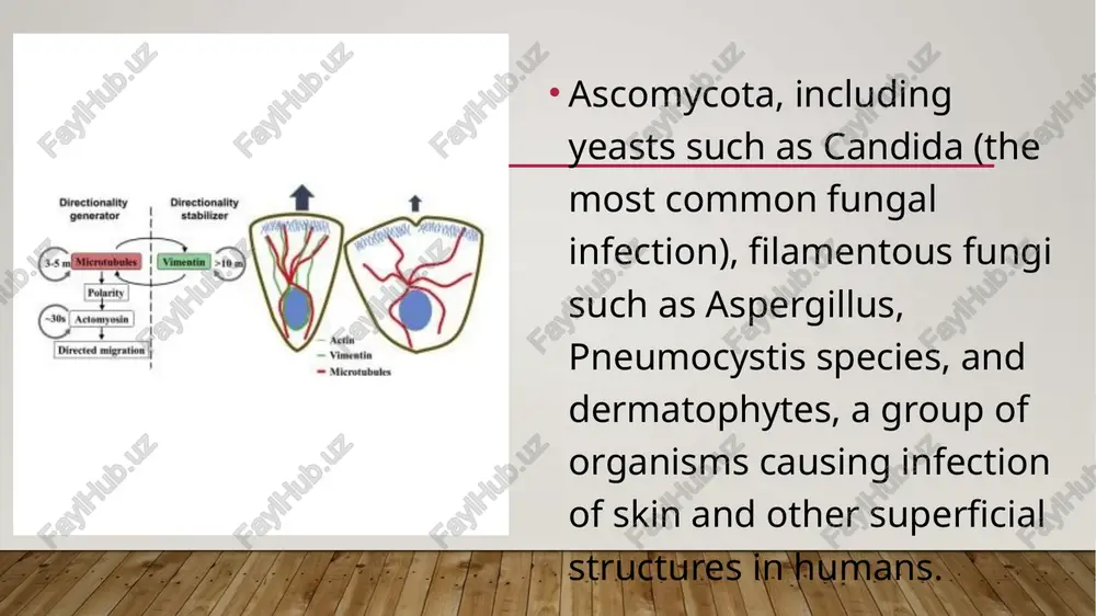 infection severity factors - Page 4