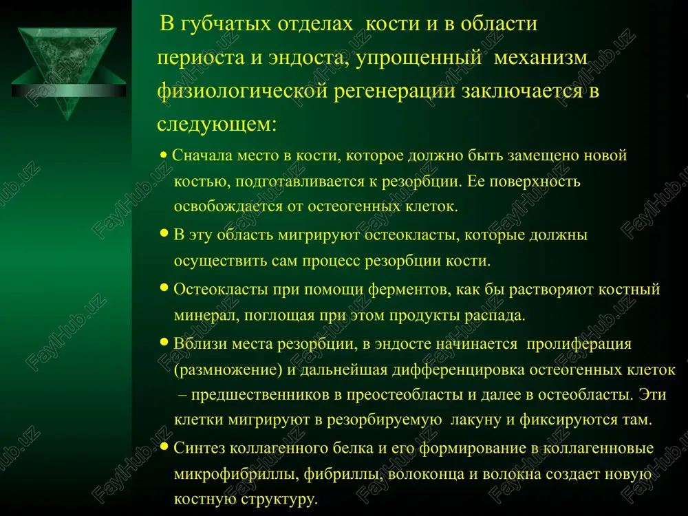 generatsii zaklyuchaetsya v vosstanovlenii mikrotsirkulyatsii v oblasti pereloma.  nezrelie kletochnie elementi zameshayutsya osteoblastami (ili transformiruyutsya v osteoblasti), kotorie formiruyut vokrug sebya set kostnix balok.  fibrozno-xryashevoy regenerat zameshaetsya na kostniy, proisxodit tak nazivaemaya «ossifikatsiya» kostnoy mozoli, i perelom srastaetsya.  v dalneyshem, v rezultate razlichnix funktsionalnix nagruzok i v rezultate geneticheskix programm, kostnaya mozol perestraivaetsya i napravlenie kostnix balok iz «xaoticheskogo» perexodit v pravilno organizovannoe.  postepenno protsess reparativnoy regeneratsii zatuxaet s formirovaniem srasheniya mejdu otlomkami. reparativnaya regeneratsiya kosti po kotelnikovu g.p i s.p. mironovu s.p. sostoit iz pyati stadiy: 1. stadiya povrejdeniya ili alternatsii. 2. stadiya vtorichnoy destruktsii. 3. stadiya ochisheniya kostnoy rani. 4. stadiya pervichnogo retikulo - fibroznogo kostnogo regenerata. 5. reparativnoe remodelirovanie retikulo - fibroznogo kostnogo regenerata. reparativnaya regeneratsiya kosti po kotelnikovu g.p i s.p. mironovu s.p. pervaya stadiya – stadiya povrejdeniya ili alternatsii.  pervaya stadiya techeniya reparativnoy regeneratsii kosti zavisit ot travmiruyushego faktora – …