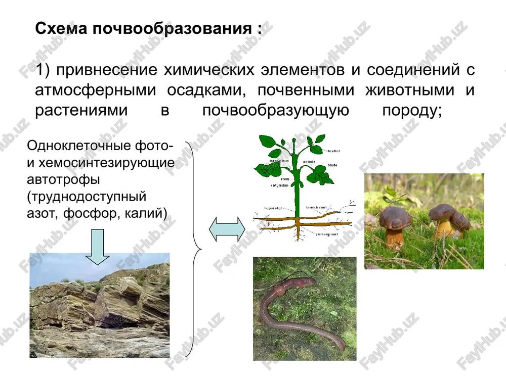 ibi v pochvoobrazovanii bioraznoobrazie pochvennoy mikoflori otsenivaetsya bolee chem okolo 100 tis. vidov osnovnie redutsenti rastitelnix ostatkov v pochve, mikorizoobrazovateli, lixeniziruyushie gribi – pionernie organizmi na gornix porodax caloplaca flavescens arbuskulyarnaya mikoriza pochvennie bakterii naibolee mnogochislennaya gruppa mikroorganizmov - neskolko milliardov osobey v 1 g pochvi osnovnie redutsenti ostatkov jivotnogo proisxojdeniya, simbionti-azotfiksatori i dr. aktinomitseti - sposobni razlagat tsellyulozu, lignin, gumusovie veshestva vremya kak faktor pochvoobrazovaniya rol vremeni kak faktora pochvoobrazovaniya svyazana s tem, chto pochva obladaet opredelennoy inertnostyu, i izmeneniya ee sostava, svoystv i rejimov rastyanuti vo vremeni mi znaem: vremya rastyajimo. ono zavisit ot togo, kakogo roda soderjimim vi napolnyaete ego. s.ya. marshak karpachevskiy l.o. vozrast pochvi absolyutniy vozrast pochvi – vremya, proshedshee s nachala formirovaniya do sovremennoy stadii ee razvitiya otnositelniy vozrast pochv – xarakterizuet zrelost, stepen razvitiya konkretnoy pochvi, sootvetstvie ee profilya faktoram pochvoobrazovaniya xozyaystvennaya deyatelnost cheloveka neposredstvennoe vozdeystvie: obrabotka, udobrenie, sozdanie polezashitnix lesnix polos, osushenie, …