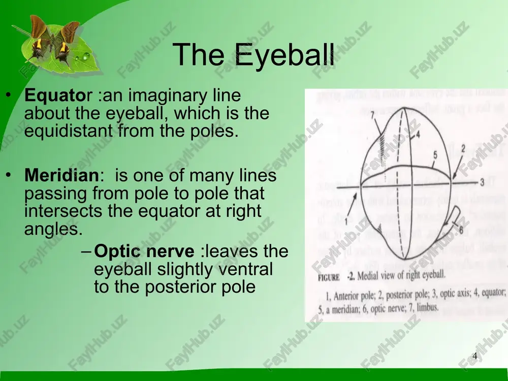 uired during its development. * v the nerve supply of the eye: the oculomoter nerve iii: control the movement of the eyeball. it enters the orbit through the orbital fissure. supply: dorsal, medial, ventral rectus muscle ventral oblique muscle part of retractor muscle the abducent nerve vi: enters through the orbital foramen and innervates most of retractor bulbi and lateral rectus muscles. * v the nerve supply of the eye: the trochlear nerve iv: innervate dorsal oblique muscle the trigeminal nerve v: send branches to the eye. opthalmic division give sensory branches to: 1- long ciliary nerve of the eye, lacrimal and supraorbital nerves. maxillary division zygomatic branch supply ventrolateral segment of the eyelids and conjunctiva * v the nerve supply of the eye: the facial nerve vii: passes between the eye and the ear gives auriculopalpebral branch innervates the orbicularis oculi * references ^ "movie the eye - box …