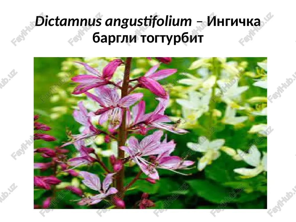 toshbakatoldoshlar–rutaceae vapechakdoshlar-convolvulaceae - Page 4