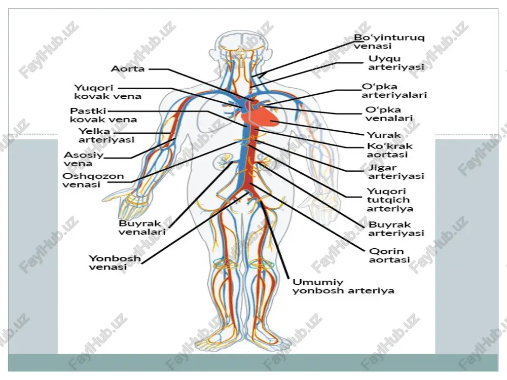 si o`ng yurak qorinchasidan boshlanib o`pka arteriyalari orqali o`pka kapillyarlariga boradi. u yerda karbonat angidriddan tozalanib, kislorodga boyigan qon arteriya qoniga aylanadi va maxsus yo`llar bilan chap yurak bo`lmasiga qo`yiladi. yurak g`ovak organ bo`lib, uzunasiga chap va o`ng qismlarga bo`lingandir. har bir qism o`z o`rnida qorincha va bo`lmalardan iborat. chap qorincha va chap bo`lma orasidagi klapanni ikki tabaqali, o`ng qorincha va o`ng bo`lma orasidagi klapanni uch tabaqali klapan deyiladi. bu klapanlarning ochilishi va yopilishi qorincha hamda bo`lmachalarda qon bosimining o`zgarishiga bog`liq. yurak muskul tolalari tarkibida miofibrillar mavjud bo`lib tola diametri 12-24 mikron, uzunligi esa 50 mikrongacha yetadi, chap qorincha muskul qavati, o`ng qorincha muskul qavatidan yo`g`onroq. buning asosiy sababi shundaki, chap qorincha qisqarganida katta kuch bilan qisqarishi kerak. har bir odamda yurak katta- kichikligi uning yoshi, jinsi, jismoniy tayyorgarligiga va harakat aktivligiga bog`liqdir. o`rta yoshli, o`rta jismoniy tayyorgarlikka ega hamda o`rtacha bo`y uzunligi va tana og`irligiga ega bo`lgan odamlarda yurakning …