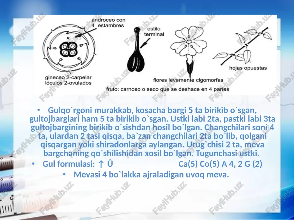 yalpiznamolar qabilasi - lamiales - Page 4