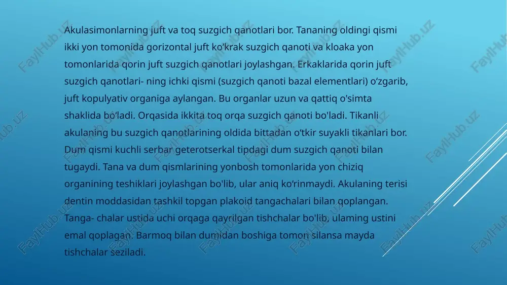 to'garak og'izlilar va suyakji baliqlar bosh miyasiga nbbatan mcha yaxshi rivojlangan. bu birinchi navbatda tog'ayli baliqlarda oldingi miya yarim sharlari va miyachasining yirikhgidan dalolat beradi. akulaning bosh miyasi besh boiimdan iborat (17-rasm). oldingi miya yarim sharlari birmuncha katta bo'lib, o'ng va chap pallalarga aniq ajralmagan. yarim sharlarning oldida joylashgan hidlov bo'laklari esa juda yaxshi rivojlangan. oldingi miya keyingi uchi bilan oraliq miyaga, oraliq miyaning qopqog'iga esa uzun dastali miya usti bezi — epifiz birikadi. o'rta miya ko'ruv bo'laklari deb ataladigan bir juft bo‘rtma bilan qoplangan. 0 ‘rta miya yaxshi rivojlangan, lekin oldingi miya yarim shariariga nisbatan ancha kichik. bosh miyaning to'rtinchi boiimi — miyacha juda yaxshi taraqqiy etgan boiib, oldingi tomondan o‘rta miya, keyingi qismi bilan uzunchoq miyaning ustiga joylashgan boladi. uzunchoq miya bosh miyaning oxirgi bo‘limidir. bosh miyaning boiimi ustki tomonidagi rombsimon chuqurcha deb ataluvchi to'rtinchi miya qorinchasi aniq ko'rinib turadi. bu chuqurcha odatda qon tomiriga boy parda bilan …