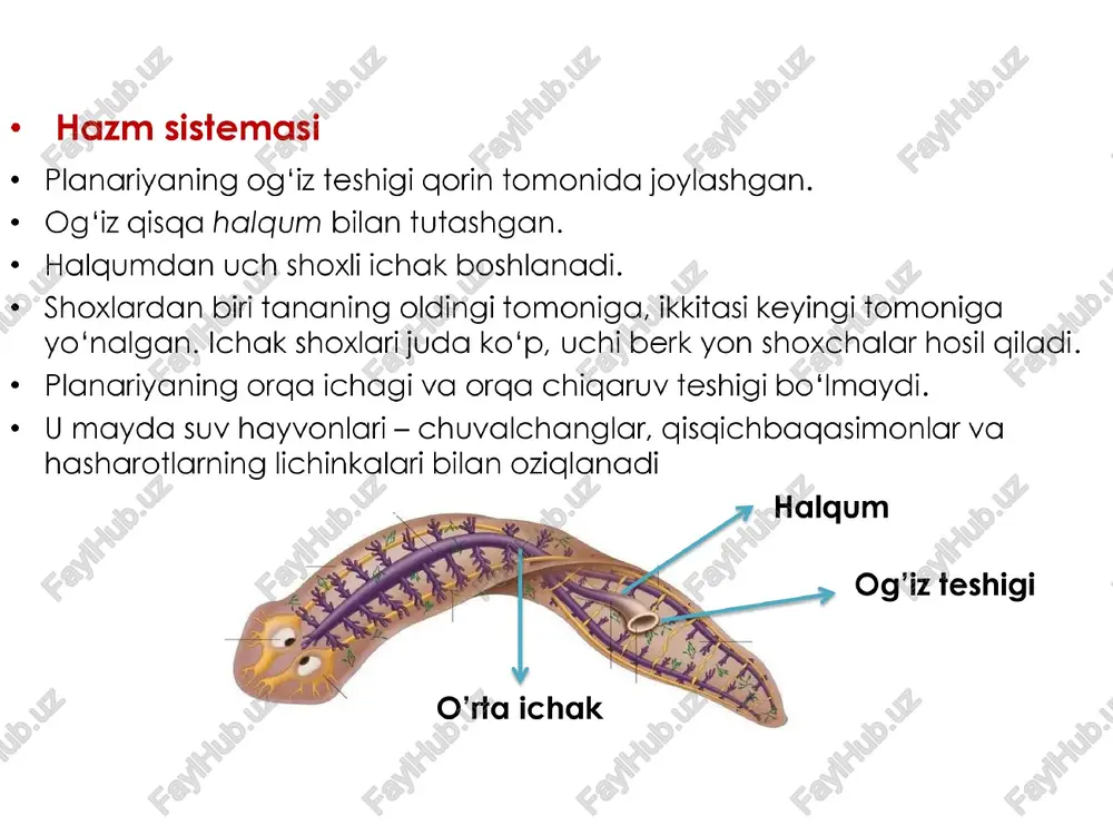 adi. gijja — ogish rangli, juda mayda (5-10 mm) chuvalchang. bolalar gijjasining urg'ochisi urug‘langandan keyin orga chiqaruv teshigi yaaqinida yashay boshlaydi. kechasi orga chigaruv teshigi atrofidagi teriga tuxum go'yadi. bu paytda teri gattigq gichishib, kishini bezovta giladi. gijjaning tuxumlari iflos qo‘l orgali yana ichakka tushib golsa, qaytadan rivojlana boshlaydi. gijja tuxumlari kasal odamning kiyimi, to‘shag!i yoki boshga buyumlari orgali yuqadi. ¢ rishta ¢ tropik va subtropik o‘lkalarda targalgan. tanasi ioga o'xshash, uzunligi 32 sm dan 100 sm gacha bo'ladi. u nematodalar sinfiga mansub. ¢ rishta oyog, ba'zan qo'l terisi ostidagi biriktiruvchi to‘gimada uchraydi rishta tirik lichinkalar tug‘ib ko‘payadi. ¢ rishta bilan zararlangan odam yoki hayvon suvga tushganida lichinkalar suvga chiqadi. ularni suvdagi juda mayda qisgichbagasimonlardan sikloplar yutibo yuboradi. ¢ odam siklopli suvni ichganida rishtaning lichinkasi ularga o‘tadi. * odam tanasida lichinka bir yil davomida voyaga etadi. — ee kalavasimon chigal —— rrr teridan chiqib turgan tanasi rishtaning rivojlanishi bo'rima nematoda …