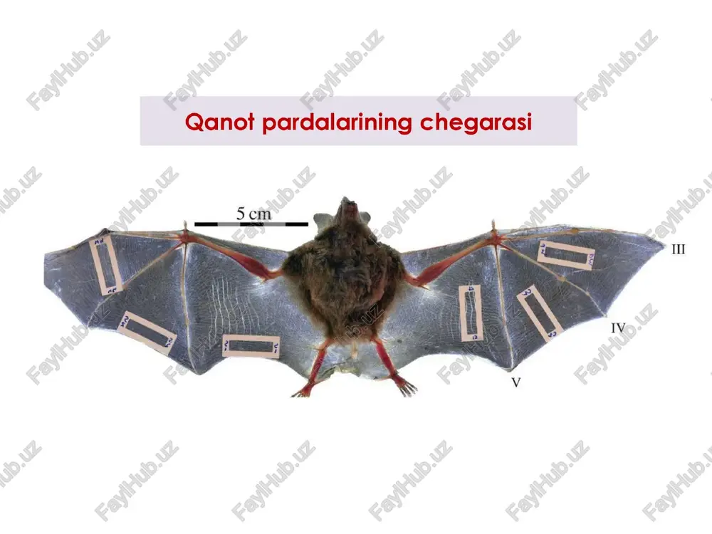 ig ozig taqchil bo‘lgan qish faslida uyquga ketadi. * qo'ng'ir ayiq - oq ayiq - arktika muzliklarida yashaydi. - uning og‘irligi 800 kg keladi. - og ayig suvda yaxshi suzadi va sho'ng‘iydi; - asosan tyulenlar va baliglar bilan oziqlanadi - oqayigning qulog suprasi biroz kichikrog bo'ladi. kurakoyoqlilar turkumi bo'‘yni kalta, oldingi oyoglari suzgich kurakka aylangan yirik hayvonlar. ular ko'p vaatini suvda o'tkazadi; fagat dam olish va ko‘payish uchun gquruqlikka chiqadi. vakillari: tyulenlar, dengiz mushugi, mor} kiradi 110-rasm. kurakoyoglilar: 1 — grenlandiya tyuleni; 2 — shimol dengiz mushugi; 3 — morj grellandiya tyuleni arktika dengizlarida yashaydi. quruqlikda kurak oyoglari yordamida sudralib harakat giladi. keyingi oyoglari orgqaga cho'zilgan bo'lib, faqat suzishn uchun xizmat q.di. tanasi dag‘al, kalta va siyrak jun bilan gqoplangan. ko‘pchilik tyulenlarning qulog suprasi bo‘lmaydi; baliglar, mollyuskalar va qisqichbagasimonlar bilan oziglanadi. qishda tyulenlar girg‘'oqqa yaain kelib, tekis muzlikka chiqib oladi. urg‘ochilari bittadan yirik, ko'zi ochigq bola tug‘adi. tyulen bolasining terisi …