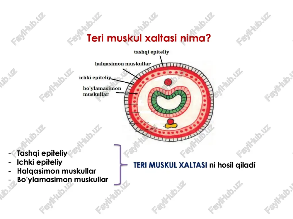 masiga yo'naltiradi. ichak oshqozon og’iz teshigi ko’payishi bagachanog ayrim jinsli, lekin dimorfizmga ega emas. tuxumlari jabralar sirtida rivojlanadi. tuxumdan chiqgan lichinkalar suvga chiqadi. bu lichinkalar chig'anog'idagi tisnhchalar yoki yopishngqog iplari yordamida baliglarning terisiga yopishib, parazit hayot kechiradi. parazit ta’sirida balig terisida shish hosil bo'ladi. shish ichida lichinka juda mayda bagachanogqa aylanadi va suv tubiga tushib, voyaga yetadi. ikki pallalilarning xilma xilligi ikki pallalilar 30 o00 dan ortiq turni oz ichiga oladi. ko‘pchilik turlari dengizlarda yashaydi. ular orasida eng yirigi tridaknaning og'irligi 250 kg ga yetadi. ustritsa, taroqcha va midiyalar go'shti uchun ovlanadi. dengiz marvariddorlaridan marvarid olinadi. sho'rlangan suviarda targalgan dreysenalar ko‘payib, suv o'tkazadigan quvurlarni ishdan chigarishi mumkin. : 33-rasm. ikki pallali mollyuskalar: 1 — perlovitsa; 2 — dreysena; 3 — midiya; 1 , ) 3 4 4 — ustritsa boshoyoqlilar sinfi boshoyoalilar oyog'ining oldingi gismi o‘zgarib, paypaslagichlarni hosil giladi. gavdasining uzunligi 1 sm dan 5 m gacha bo'lib, bosh va …