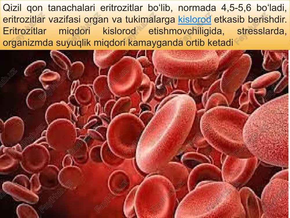 globin - qon pigmenti bo‘lib, eritrotsitlardagi gem va globin oqsilidan iborat murakkab oqsildir. uning asosiy faoliyati kislorod tashishdan va kislota ishqor holatini boshqarishdan iborat. gemoglobin konsentratsiyasi kamqonlik yoki politsitemiyani aniqlash uchun ishlatiladi. gemoglobin konsentratsiyasi meʼyoriy ko‘rsatkichlardan kam bo‘lishi kamkonlik belgisi, ko‘p bo‘lsa politsitemiya belgisi hisoblanadi esa glyukoza mikdori 5-10 % ga past bo‘lishi mumkin. 18 eritrotsitlar o‘pkalardan to‘qimalarga kislorodni va to‘qimalardan o‘pkalarga karbonat angidrid gazini yetkazib beradi. bular kattaligi 7 - 8 mikron keladigan, tekis yuzaga ega, yumalok shaklli mayda tanachalardir. ular botiq disk shaklida bo‘lishi mumkin, yadrosi va donalari bo‘lmaydi. eritrotsitlarni sanash sifat ko‘rsatkichlariga aloqador umumiy miqdoriy maʼlumotni beradi va undan kamqonlikka shubha tug‘ilganida tekshirib ko‘rish uchun foydalanish mumkin 19 e’tiboringiz uchun raxmat 20 image2.png image3.png image4.jpeg image5.png image6.jpeg image7.jpg image8.jpeg image9.jpg image10.jpg image11.jpg image12.jpeg image13.png image14.png image15.png onpegenexue ocmotuyeckoii pesuctehthocth s3putpoumtob pacrboppi nacl i 09 08 o07 06 05 #04 03 02 0, a * " a a …