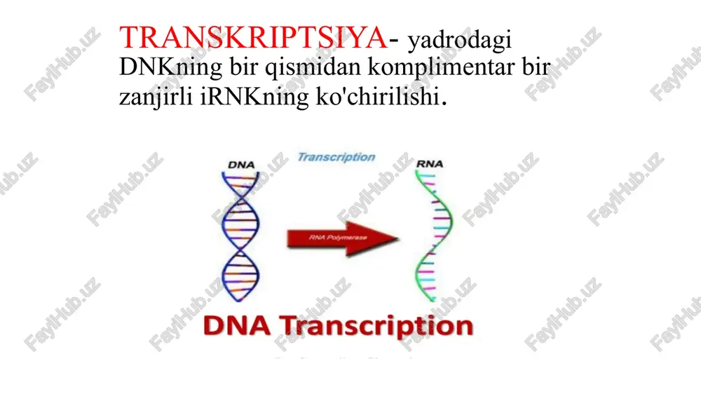 ’lanadi va oqsil molekulasi shakllana boradi. https://www.google.com/url?sa=t&rct=j&q=&esrc=s&source=video&cd=1&cad=rja&uact=8&ved=0ahukewjw2qw6ga_pahur2kqkhv_yariqtwiijtaa&url=https%3a%2f%2fwww.youtube.com%2fwatch%3fv%3ddmqjg5mfjbm&usg=aovvaw3bzhwmk_qeuwnbwtgdxx4t translyatsiyaning oxirgi bosqichi terminatsiya hisoblandi. bunda ribosoma mrnk da barcha aminokislota kodlagan tripletlarni bosib o’tadi, va zanjir 3’ qimidagi stop kod uag, uaa va uga larning qaysi biri bo’lishidan qatiy nazar peptid sintezlanishini to’tatadi. bunda to’liq shakllangan polipeptid zanjir ribosomaning exit qismidan ajraladi. https://www.google.com/url?sa=t&rct=j&q=&esrc=s&source=video&cd=1&cad=rja&uact=8&ved=0ahukewjiw4h8gk_pahwr-qqkhuvmckkqtwiijtaa&url=https%3a%2f%2fwww.youtube.com%2fwatch%3fv%3dgjcweuvejdc&usg=aovvaw0ez2oklzto3inpi9fvpqxz 31 irsiy ma'lumotlarning tarjimasi ribosomalarda sodir bo'ladi ribosoma - to'rtta rnk molekulalari va 80 dan ortiq oqsillardan iborat katta kompleks kichik bo'linma trnk va mrnkning kodonlari o'rtasidagi muvofiqlikni o'rnatadi katta subunit aminokislotalar o'rtasida peptid aloqalarining shakllanishini katalizlaydi, ularni polipeptid zanjiriga bog'laydi. har bir ribosomada mrna bog'laydigan joy va uchta trnk bog'laydigan joy mavjud trna ulash joylari a-, p- va e-saytlar sifatida belgilanadi har bir tarjima bosqichi tsiklni tashkil etuvchi 4 bosqichdan iborat eukaryotlarda metioninni olib yuruvchi qo'zg'atuvchi dnk va qo'shimcha oqsillar deb ataladigan tarjima qo'zg'atuvchi omillar ribosomaning kichik bo'linmasiga bog'lanadi. protein sintezining oxirgi bosqichida, a ribosomasida joylashgan to'xtatish kodoniga …