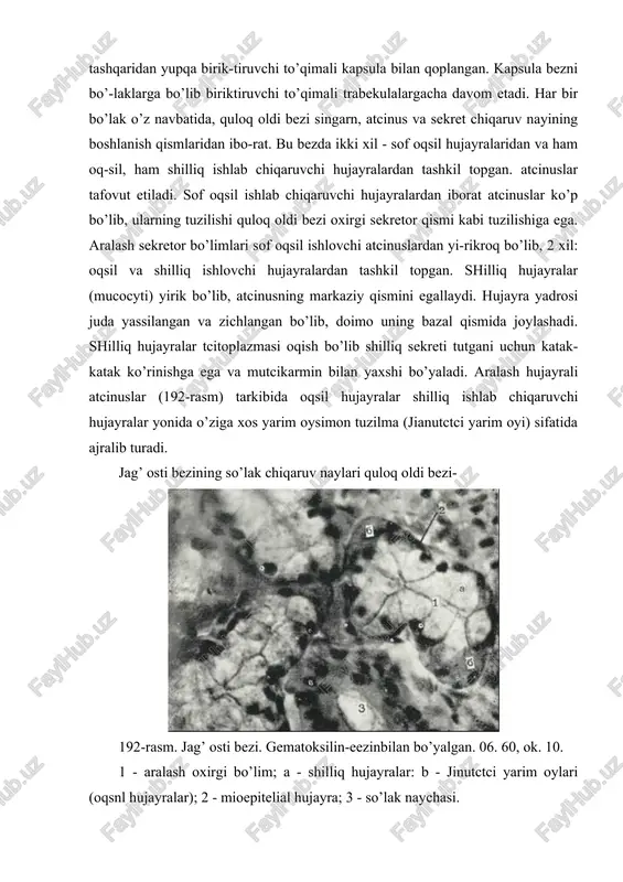 in-eezinbilan bo’yalgan. 06. 60, ok. 10. 1 - aralash oxirgi bo’lim; a - shilliq hujayralar: b - jinutctci yarim oylari (oqsnl hujayralar); 2 - mioepitelial hujayra; 3 - so’lak naychasi. ning naylari kabi tuzilishga ega bo’lsa ham, lekin kiritma nay bu erda qisqaroq bo’ladi, chunki bez taraqqiyoti davrida nayning bir qismi shilliq ishlab chiqaruvchi hujayralar hosil bo’lishiga sarflanadi. bosh chiqaruv naylari - vartonov nayi til yuganchasi sohasida til osti bezi nayining yoniga ochiladi. til osti bezi. til osti bezi murakkab al’veolyar-naysimon, tarmoqlangan bezdir. til osti bezida uch xil: aralash - ham shilliq, ham oqsil ishlab chiqaruvchi, sof shilliq hamda kam miqdorda faqatgina oqsil ishlab chiqaruvchi hujayralardan tashkil topgan atcinuslar bo’ladi (193-rasm). oqsil hujayralar aralash hujayrali atcinuslarda jag’ osti bezi hujayralariga o’xshash jianutctci yarim oylarini hosil qilib joylashadi. til osti bezining so’lak chiqaruv nayi yirik so’lak bezlariga o’xshash tuzilgan bo’lsa ham, bu erda nay o’ta kalta bo’ladi. bezning bosh chiqaruv nayi …