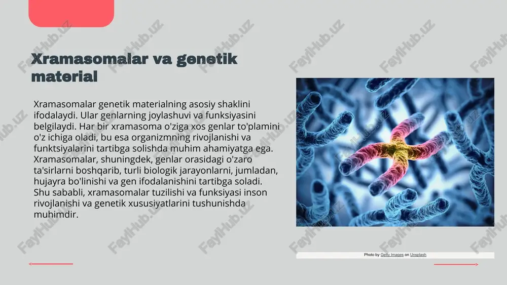 ablari: daun sindromi xromosoma ajralishidagi xatolik natijasida yuzaga keladi. bunda 21-xromosoma uch nusxada bo‘ladi: oddiy trisomiya (95%) – barcha hujayralarda 21-xromosoma uchta bo‘ladi. 2. mozaika (2-4%) – faqat ayrim hujayralarda 21-xromosoma uchta bo‘ladi. 3. translokatsiya (4%) – 21-xromosomaning bir qismi boshqa xromosomaga birikadi. photo by getty images on unsplash mavzu bo’yicha savollar 1. xromosomalar nima va ular qaysi hujayra organoidida joylashgan? 2. odamda nechta xromosoma mavjud? 3. xromosomalar qanday asosiy qismlardan iborat? 4. xromosoma uzunligi va tarkibi qanday o‘lchanadi? 5. xromosomalar qaysi davrda mikroskop ostida aniq ko‘rinadi? 6. xromosomaning sentromer qismi qanday vazifani bajaradi? 7. xromatida nima va uning tuzilishi qanday? 8. telomerlar nima va ular xromosomaning qaysi qismida joylashgan? 9. xromosoma turlari qanday klassifikatsiyalanadi? 10. autosoma va jinsiy xromosomalar o‘rtasidagi farqlar nimada? 11. xromosomalar hujayra bo‘linishida qanday rol o‘ynaydi? 12. genomning hujayra ichidagi xromosomalarga taqsimlanishi qanday amalga oshadi? 13. genetik kod qanday qilib xromosomalarda saqlanadi? 14. xromosomalar qanday qilib …