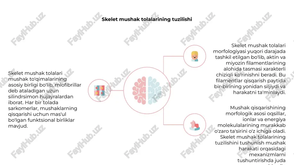 sqarishi 1,2,3 nerv-mushak birikmasi - bu harakatlantiruvchi neyron va mushak tolalari uchrashadigan joy. neyrotransmitterning chiqarilishi mushaklarning qisqarishiga olib keladi. asetilkolin bu jarayonda asosiy rol o'ynaydi. mushak qisqarishi neyrotransmitterning chiqarilishidan boshlab kaltsiy ionlarining mushak hujayralaridagi oqsillarga bog'lanishigacha bo'lgan bir qator bosqichlarni o'z ichiga oladi. bu oxir-oqibat mushak filamentlarining siljishiga olib keladi. mushak qisqarishining morfologik asosi mushak tolalari ichidagi sarkomerlarning tashkiliy tuzilishida yotadi. aktin va miyozin filamentlari mushakda kuch va harakat hosil qilish uchun o'zaro ta'sir qiladi. motor birligi va mushaklarning qisqarishi mushaklarning qisqarish mexanizmining morfologik asosi vosita birliklari tushunchasini o'z ichiga oladi. motor birliklari motor neyronidan va u innervatsiya qiladigan mushak tolalaridan iborat bo'lib, qisqarishni hosil qilish uchun birgalikda ishlaydi. dvigatel neyroni mushak tolasiga signal yuborganda, mushaklar qisqarishiga olib keladigan bir qator hodisalarni keltirib chiqaradi. bu jarayon kaltsiy ionlarining ajralib chiqishini o'z ichiga oladi, bu aktin va miyozin filamentlarini o'zaro ta'sir qilish va kuch hosil qilish imkonini beradi. motor birliklari va …