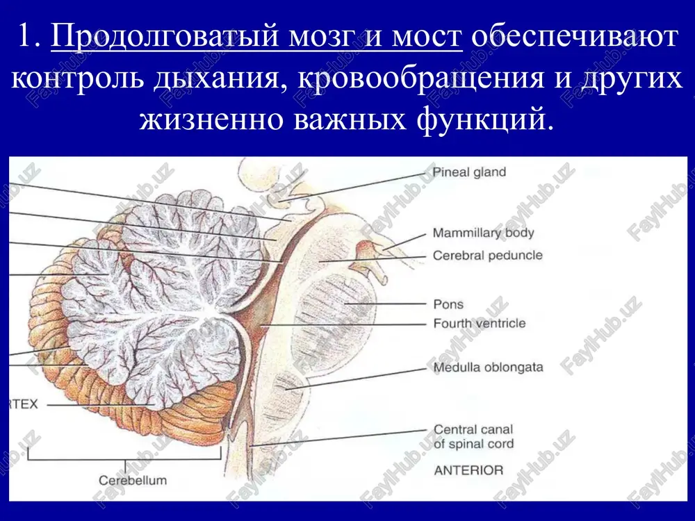 right © the mcgraw-hill companies, inc. permission required for reproduction or display. fornix choroid plexus in third ventricle thalamus. habenular nucleus epithalamus thalamus mammillary bodies cingulate. posterior if ‘saovie) flocouto- nodular sse vermis el posterior posterior posterior lobe (a) superior view (b) inferior view superior colliculus sp pineal gland inferior coliculus mammillary body cerebral aqueduct white matter (arbor vitae) fourth ventricle folia medulla oblongata cerebellar cortex (gray matter) central canal of spinal cord posterior anterior cerebellum & vy lateral ventricle ————>__# = ___fe body of caudate nucleus ~\, + — frontal lobe of cerebrum putamen head of caudate nucleus thalamus tail of caudate nucleus occipital lobe of cerebrum amygdala posterior ° 4 anterior {a) lateral view of right side of brain vestibular medulla nucleus ot sno nuereagne kopa toaobhoro moara >keayaouex nonocatoe teao atpodv4eckvia npolecc 3axbatlibset b ochoshom moaocatoe teao ~ 4actb otaeaa toaobhoro mo3ra, ha3biigaemoro ga- saabhlimm tahreamsim. v …
