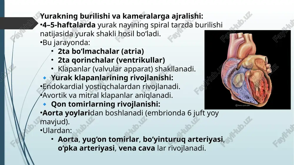 i nazaridan qaralganda, yurak-qon tomir tizimi va endokrin tizim oddiy organizmlarda bosqichma-bosqich shakllanib, murakkablashgan. bugungi kunda bu tizimlar organizmda birgalikda ishlaydi: yurak-qon tomir tizimi gormonlarni to‘qimalarga yetkazsa, endokrin tizim yurak va qon bosimini nazorat qiladi. shu sababli, har ikkala tizimning ontogenez va filogenezdagi rivojlanishini chuqur o‘rganish tibbiyot va biologiyada katta ilmiy va amaliy ahamiyatga ega. xulosa e`tiboringiz uchun rahmat image1.jpg image2.jpg image3.jpg image4.jpg image5.jpg image6.png image7.jpg image8.jpg image9.jpg accessory pancreatic duct dorsal pancreas ventral pancreas bile dues pancreatic duct fanocanoloe” |