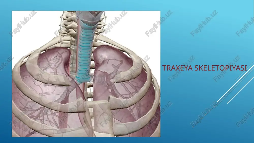 pa, m. rectus abdominis —— externus abdominis z auadparmanbyas 4actb tipamaa mbna x 188 hapyxtas kocaa mbiluua khbota ip ua knbota ” i ece: ‘ ars sterna recessus wv.thoracicae internae > | 4. ae m. transversus thoracis ; costodiaphiragmations buytpenuie rpyanbie behbi a 45 tlonepesnaa moa rpyan 2) e6epho- arteria thoracica interna cessus costomediasting avaparmanbhbii cunyc . 48 4actb recessus costomediastinalis ae hytpehhaa rpyahas aprepus auacparmtt pegepro-meanactunanbnbin cnnye simple ‘ r seaman ( eamatcen veel 4 ot ostaue tric hota - = ds stots oven imex chest niacin chon costochondal separation sim bo separation stet ‘wound ojry to fearon to peoecsnalh lm pulmones auscultacién bae ay pulmonar visceral pleura parietal pleura right lung nique su os hyoideum —— = membana thyohyoides—— ui lig. thyrohyoideum medianum canttago thyroidea jg. cricothyroideum cartlago ericoidea —— ‘trachea ‘a. carotis communis sinistr a. subelavia sinistra vieedicomses dest v. brachiocephaticasinistra thymus. cor (noxpusroe lobus superior al …