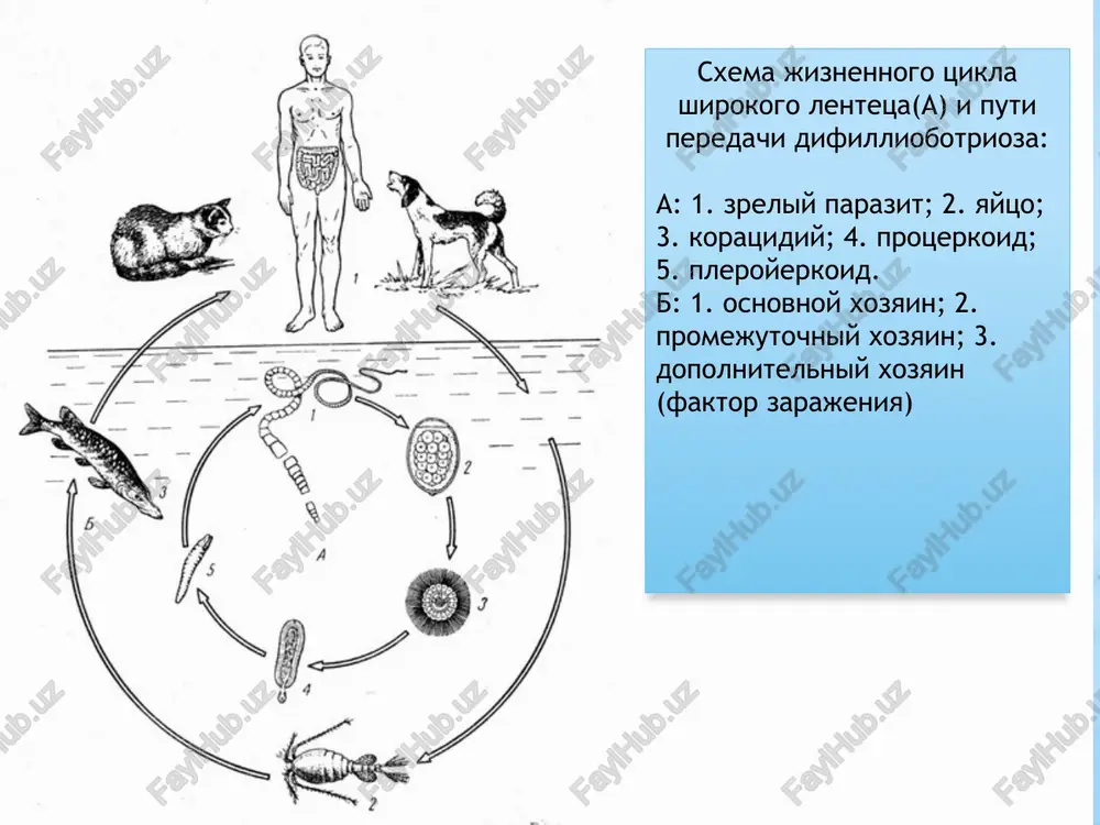zivaet v mozge tyajelie simptomi laboratornaya diagnostika: osnovana na obnarujenii v fekaliyax zrelix chlenikov (chislo vetvey v matke 7-12), pri tsistotserkoze provoditsya rentgenologicheskie i immunnologicheskie issledovaniya profilaktika: lichnaya – ne upotreblyat siruyu ili polusiruyu svininu; obshestvennaya – veterinvrno-sanitarniy nadzor za myasom, medosmotr lits, rabotayushix na svinofermax 10 1. lyudi glotayut siruyu ili nedovarennuyu svininu, soderjashuyu tsistitserkov (lichinki). 2. posle priema pishi, tsisti evaginiruyut, zakreplyayutsya v tonkom kishechnike skoleksom i sozrevayut do vzroslix chervey priblizitelno za 2 mesyatsa. 3. vzroslie lentochnie chervi proizvodyat proglottidov, kotorie stanovyatsya beremennimi; oni otdelyayutsya ot solitera i migriruyut k zadnemu proxodu. 4. otdelnie proglottidi, yaytsa, ili i to, i drugoe peredayutsya ot definitivnogo xozyaina (cheloveka) s ekskrementami. 5. svini ili lyudi zarajayutsya, glotaya yaytsa s zarodishem ili beremennix proglottid (naprimer, s zagryaznennoy fekaliyami edoy). avtoinfitsirovanie mojet proizoyti sredi lyudey, esli proglottidi proxodyat ot kishechnika do jeludka cherez obratnuyu pristaltiku. 6. posle togo, kak yaytsa glotayutsya, oni …