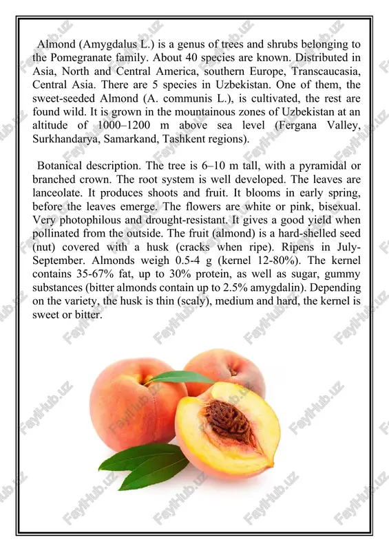 apple (malus) - Page 4