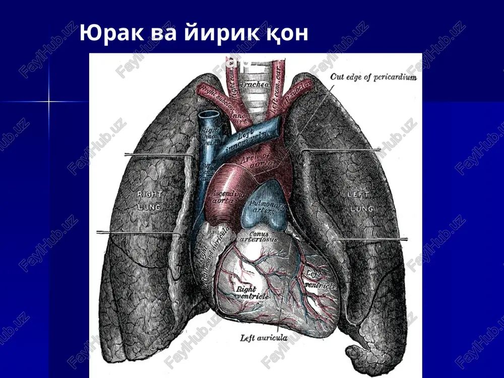 alis; = wv. pulmonales sinisstrae. ald lt ld i upawcmpayuu puc. 30. cepaue, cor: ang cnepesm. 1 = auricula sinistra; 2 —. interventricular anterior a. coronariae sinistrae; 3 — vv. cordis magna; 4 — ventriculus sinister; 5 = apex cordis; 6 — incisura apicis cordis; 7 — facies sternocostalis (anterior); 8 — ventriculus dexter; 9 — w. cords anteriores; 10 — a. coronaria dextra; 11 — atrium dextrum; 12 — auricula dextra; 13 — pars ascendens aortae; 14 — v. cava super 15 — arcus aorta 16 — lig. arteriosum; 17 = truncus pulmonalis. eo le upawcmpayuu puc. 36. nposonaas cicrema cepaua yenosera (cxema ). 1 - nodus sinuatrals; 2-- atrium sinistrum; 3 - nodus atrloventricularis; 4 - fase. atrioventriculars; 5 - crura (dextrum et sinistrum) ‘asc. atrioventricularis; 6 - ventriculus sinister; 7 - myofibrae conducentes cardiaca (myofibrae purkinjienses - nposoasuye meuiesntse sonoxia nypxanse); 8 - septum interventricular; 9 - …