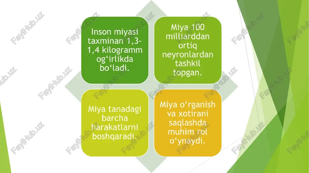 inson miyasi va uning imkoniyatlari - Page 4