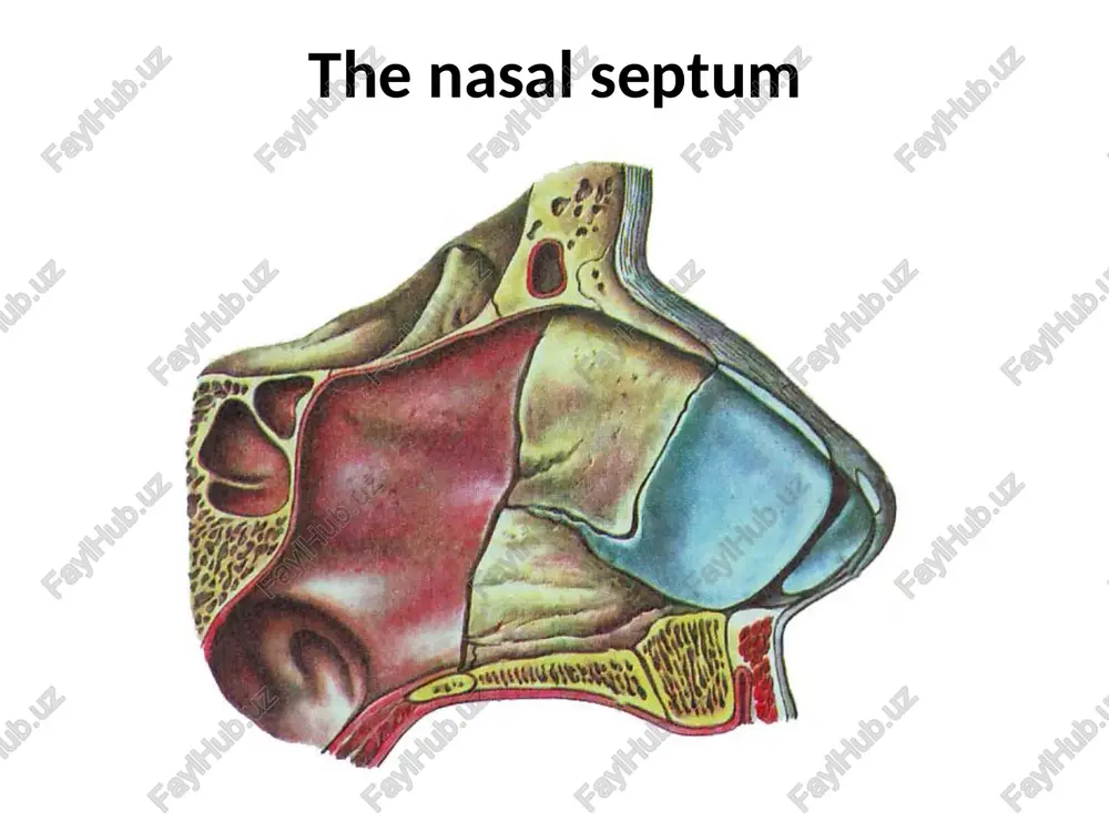 nose system - Page 4