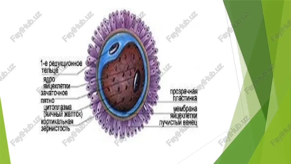 ilashimligining ortishiga olib keladi. bu holda maydalanish egatchalari kuchli qarshilikka uchrashi sababli, blastomerlarning ajralishi kechikib qoladi. shunga o’xshash muhitda tuxumlarning to’la maydalanish shakli to’la bo’lmagan maydalanishga yaqinlashib qoladi. harorat ko’tarilishi bilan maydalanish tezlashadi, u pasayganda esa maydalanish va butun rivojlanish sekinlashadi. harorat ham ma’lum joyga ta’sir ko’rsatadi: embrionning ancha yuqori haroratli sharoitga tushib qolgan qismlari tez rivojlanadi. shu yo’l bilan embrionning masalan, boshini yoki aksincha, dum qismini sun’iy kattalashtirish mumkin. maydalanayotgan tuxumlar muhitda kislorod mavjudligiga juda sezgirdir: kislorod yo’qligida maydalanish sodir bo’lmaydi. to’g’ri, amfibiy va forel (xon baliq) larning tuxumlari anaerob sharoitda ham maydalana oladi, biroq, ular faqat blastula bosqichigacha yetib boradi. bunday muhitda kelgusi rivojlanish mumkin bo’lmay qoladi. odatda bunda mayib-mayriqliklar kuzatiladi. bular pirovardida embrionning nobud bo’lishiga olib keladi. odatdagi rivojlanishning bunday buzilishi amfibiy tuxumlari sun’iy sharoitda maydalanganida (masalan, akvariumlarda ular ancha g’uj bo’lganida) tez-tez kuzatiladi. baliqlarning nafas olishi uchun kerakli kislorod oqimi yetarli darajada bo’lmaganida (masalan, suv havzalari …