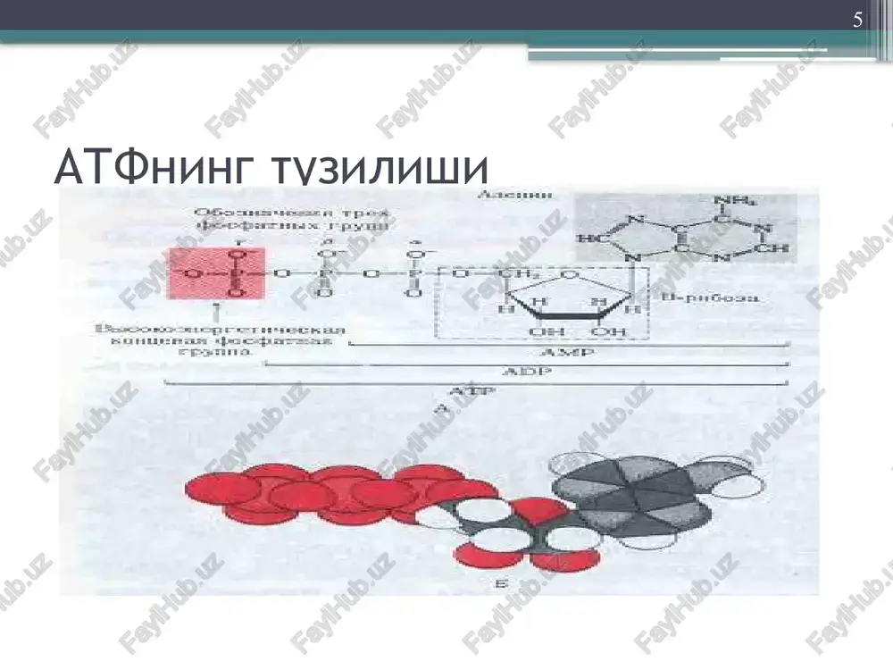 eg kislotalari va boshkalar xisoblanadi. bu substratlarning nafas zanjirida oksidlanishi natijasida 2 molekula atf xosil buladi. sh2---fp---koq---b---c1(c)----a(a3)----1/2o2----h2o. r/o=2 kiska nafas olish zanjirida fpdan proton va elektronlar molekulyar kislorodga beriladi va vodorod peroksidi xosil buladi. ammo bu modda xujayralar uchun toksikdir, shuning uchun u peroksidaza yoki katalaza fermentlari ta'sirida tezda parchalanadi va suv xosil buladi. bunda barcha atf sintezlanadigan uchastkalar tushib koladi. sh2---fp---o2----h2o2 r/o=0 21 fosforlanish koeffitsienti atf sintezi bilan sarflangan kislorod urtasida mikdoriy bogliklik bor va r/o deb belgilanadi, ya'ni forsforillanish koeffitsienti deyiladi. bu xar bir atom o2 sarflanishi natijasija kancha mikdorda anorganik fosfor atomi atf xolatga utishini kursatadi. 22 bu kursatkich tulik nafas olish zanjirida 3 ga teng, kiskartirilganda – 2 ga, kiskada esa – 0 ga teng. nafas nazorati - nafas olish tezligini belgilaydi va atf/adf nisbatiga boglikdir. redoks-potentsial yoki oksidlanish-kaytarilish potentsiali bir juft proton va elektronlar nad+ dan o2 utishida ularning erkin energiyasini -0,32v dan to +0,82v …