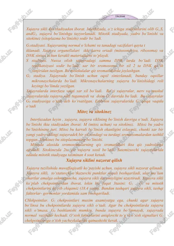 yradagi xamma dnk larda bo‘ladi. dnk replikatsiyasi sodir bo‘ladi, xar bir xromosoma bir xil 2 ta dnk qo‘sh zanjiridan tuzilgan. bu molekulalar qiz xromatidlarda joylashgan. g2 stadiya. xujayrada bo‘linish uchun oqsil sintezlanadi, bunday oqsillar mikronaychalarda bo‘ladi. mikronaychalarning xujayra bo‘linishidagi roli keyingi bo‘limda yozilgan. xujayralarda interfaza vaqti xar xil bo‘ladi. ba’zi xujayralar, nerv va muskul xujayralarida xujayra sikli tugamaydi va doim g1 davrida bo‘ladi. bu xujayralar g0 stadiyasiga o‘tadi deb ko‘rsatilgan. embrion xujayralarida g1 qisqa vaqtda o‘tadi mitoz va sitokinez interfazadan keyin , xujayra, xujayra siklining bo‘linish davriga o‘tadi. xujayra bo‘linishi ikta stadiyadan iborat: m (mitoz uchun) va sitokinez. mitoz bu yadro bo‘linishining turi. mitoz bu karrali bo‘linish ekanligini eslaymiz, chunki xar bir yangi yadro oldingi xujayradek bir xil sondagi va turdagi xromosomalardan tashkil topgan. sitokinez bu sitoplazmaning bo‘linishi. mitozda aloxida xromosomalarning qiz xromatidlari ikta qiz yadrolarga ajraladi. sitokinezda 2ta qiz xujayra xosil bo‘ladi. sutemizuvchi xujayralarida odatda mitotik stadiyaga taxminan 4 …