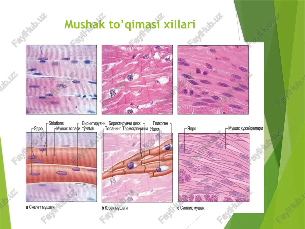 k mikroskopiyasi. b – silliq miotsitning ultrastrukturasi. v – hujayralararo aloqa zonasi. silliq miotsitlarning i – bo'ylama va ii – ko'ndalang qavati, iii – endomiziy, iv – perimiziy. 1 – silliq miotsit, 2 – yadro, 3 – elastik tolalar, 4 – miolemma, 5 – hujayra markazi, 6–mitoxondriyalar, 7 – zich tanachalar, 8 – mio-fibrillalar, 9 –hujayra-lararo aloqa: a – bazal membrana, b – plazmolemma, v- desmosoma, g – neksus, d – kaveolalar, e – vezikulalar. silliq mushak qisqarishi silliq mushak to'qimasi. strelkalar bilan mushak hujayralarining yadrolari ko'rsatilgan. silliq mushakli hujayralar. markazda yirik yadro, uning atrofida mitoxondriyalar, endoplazmatik to'r va golji kompleksi. aktin filamentlari hujayraning bo'ylama o'qi bo'ylab joylashgan, zich tanachalarga mustaxkamlangan. miotsitlar orasida yoriqsimon aloqa mavjud. silliq mushak hujayrasining qisqartiruvchi apparati. zich tanachalar alfa-aktinin saqlaydi, bular ko'ndalang-targ'il mushak z-chiziqning analoglaridir. sarkoplazmada ular oraliq filamentlarning to'ri bilan bog'langan. aktin iplari zich tanalarga maxkamlangan, miozin filamentlari qisqarishda shakllanadi. silliq miotsitlarning qisqarish sxemasi: …