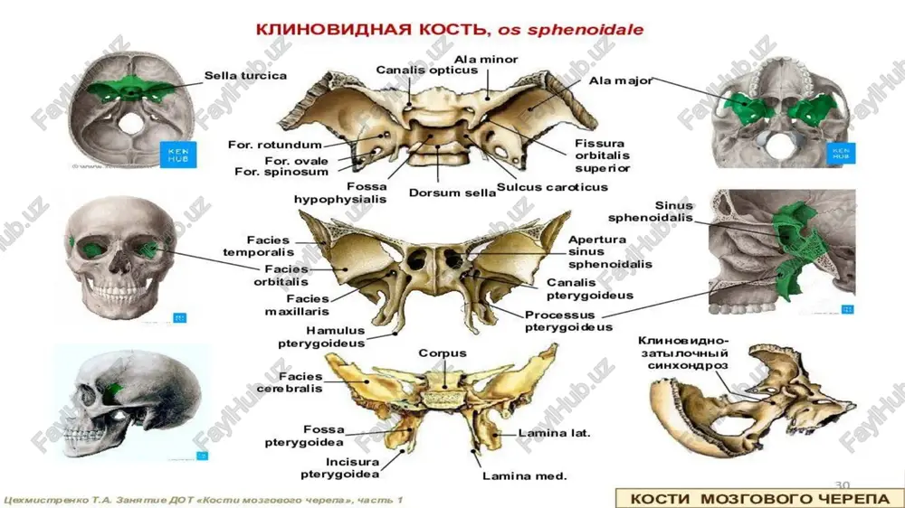 fossa mandibularis ee canaliculi cochleae processus styloideus canaticulus mastoideus canalis facialis fossa jugularis foramen stylomastoidetm ‘sulcus a, occipitalis foramen waa anatomy standard icisura mastoidea /docprops/thumbnail.jpeg ale iniversity @