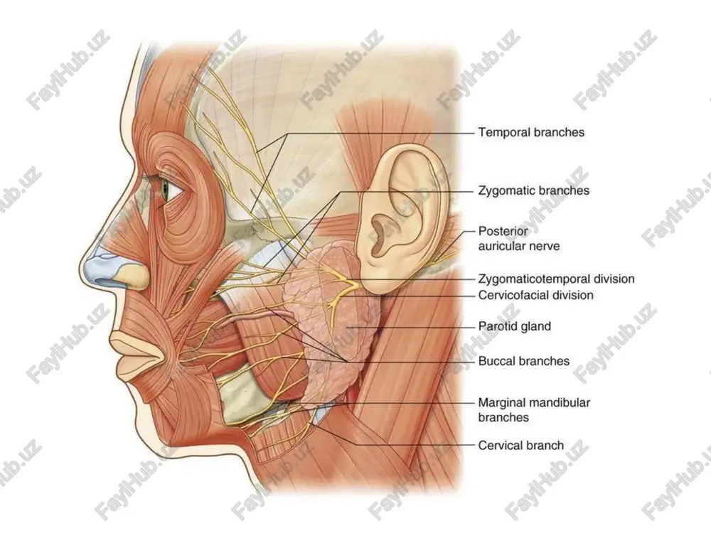 aa mbilula; = 9 - necthmyhbie mbilulbi temporal branches zygomatic branches posterior auricular nerve + zygomaticotemporal division —— cervicofacial division parotid gland buccal branches marginal mandibular branches cervical branch ©@depositphotos nadvepentoll wnem. meduanbhan ceaska bek » eekoean yacmb kpyeogou melis! enasa / op6umanbhoe no6hoe 6prowko hadvepenhou omeepemue mbiluub! enaz0deuzamenbhbie milb mpiuya 2opdeyoe mamepanbhaa mele ceaska 6k cmopuuearowas gpoes ado menue nodhumarowan eucovhan metluua eepxniowo z2y6y. u kpbino hoca. hocosad mbiwya (nonepeunaa vacmb) slamepanbhele hocosaa mbiwya (kpbinehaa vacmb) namepanbhele hukhuue xpaeebie sonbwan ckynosaa mbia nnacmures ‘ina «gonguie melua nodhuma‘owan kpbinbabie ry / @epxniowo 2yoy xpmuai nocay % manan ckynoeaa msiuiua reds og mela nodhumarowar namepariohbix pi hudkhux xpaueebix nnacmun mela cmexa (6pasyiom konymenny) -keeamenbhas mbia yeon pma (maduonyc) wéshar monuua ‘meluya onyokarowan nepeeopodky hoca peauoean eyohan hukhaa mbia ‘mbiuiuja onyckaiowan yeon pma ‘mbiuiua onyckarowan hukhiow 2y6y nod6opodounaa mela -kupoeasl knemyamka moiwua ropfeucs mbiuiua, noghumaiouaa ry6y vi kpbiio hoca nonepeunaa yactb hocobom …