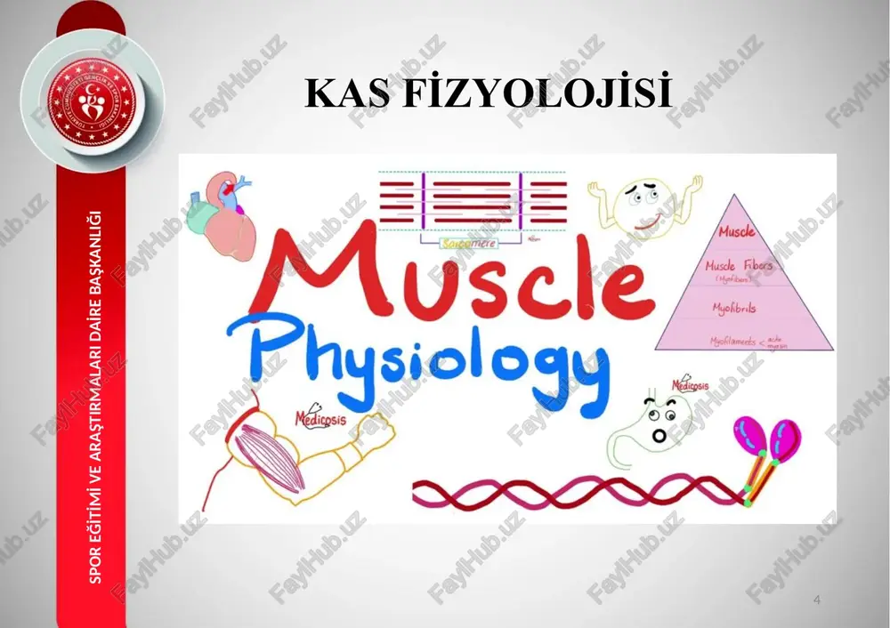 entri̇k i̇zometri̇k konsantri̇k kas li̇fi̇ ti̇pleri̇ 29 spor eği̇ti̇mi̇ ve araştirmalari dai̇re başkanliği 30 spor eği̇ti̇mi̇ ve araştirmalari dai̇re başkanliği 31 spor eği̇ti̇mi̇ ve araştirmalari dai̇re başkanliği 32 spor eği̇ti̇mi̇ ve araştirmalari dai̇re başkanliği arz ederi̇m. 33 spor eği̇ti̇mi̇ ve araştirmalari dai̇re başkanliği image2.jpeg image3.png image4.png image5.png image6.png image7.png image8.jpg image9.png image10.png image11.gif image12.gif image16.png image17.png image13.jpeg image14.png image15.png image18.jpg image19.png image20.jpg image21.jpg image22.gif image23.jpeg image24.jpeg image25.jpg image26.png image27.jpeg media1.mp4 image32.gif image33.png media2.mp4 image28.jpeg image29.jpeg image30.gif image31.gif image34.jpg image35.jpeg image36.gif image37.png image38.gif image39.jpg image40.jpg image41.jpeg image42.jpeg image43.jpeg image44.jpeg image45.jpeg image46.jpg image47.jpg image48.jpg image49.jpeg image50.jpeg image51.jpeg image52.jpeg image1.jpeg ts myofibril muscle fibre or cell sarcomere i band h band i band h band thick filament thin filament ault chins myosin filament f-actin tropomyesin treponin etn \ myosin filament eactinin eens tropomyosin desmin actin protein c mine proteins dystrophin (mybp cc) (inyomesin, m-protein, obscurin) slo'r{6 sarcolemma ssarcoglycans dystroglycans ankyrin muscle contraction = …