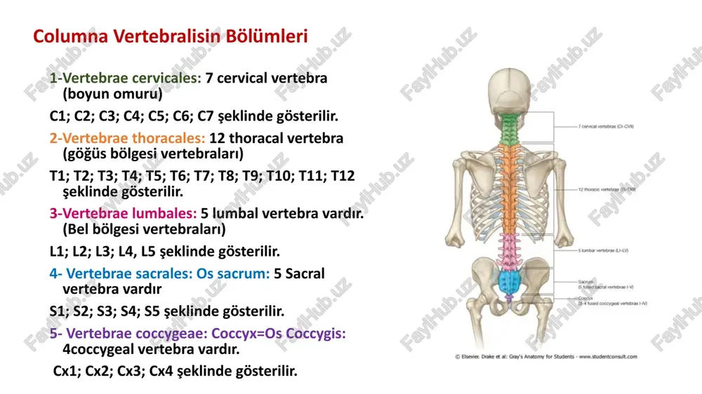 vea costalis processus transversii lumbal vertebralar bel bölgesine ait 5 vertebra bulunur. corpus’u en büyük. processus spinosusları kalın ve sağlam. lumbal vertebralarda: -processus mamillaris ve -processus accesorius denilen çıkıntılar bulunur. foramen vertebrale küçük ve üçgen şeklinde. sacral vertebralar os sacrum pelvisin arka tarafında, geniş ve üçgen şeklinde hayatın erken dönemlerinde ayrı olan fakat daha sonra yetişkinlerde birbirleri ile kaynaşan beş vertebradan meydana gelmiştir yukarıda beşinci lumbal vertebra ile eklem yapan bölümünü basis ossis sacri, aşağıda cocygis ile eklem yapan bölümüne ise apex ossis sacri denir. sacrum iki yan tarafında bulunan os coxae ile eklem yapar. sacrum’un iki yüzü vardır. 1-facies pelvina: öne ve aşağı bakan bu yüzey, düz ve konkav yapmaya sahiptir. 2-facies dorsalis: konveks ve pürtüklü bir yapıya sahiptir. vertebrae sacrales (sacrum) basis ossis sacri promontorium processus articularis superior pars lateralis facies auricularis facies pelvica linae transversae foramina sacralia anteriora foramina sacralia anteriora linae transversae promontorium alae ossis sacri …