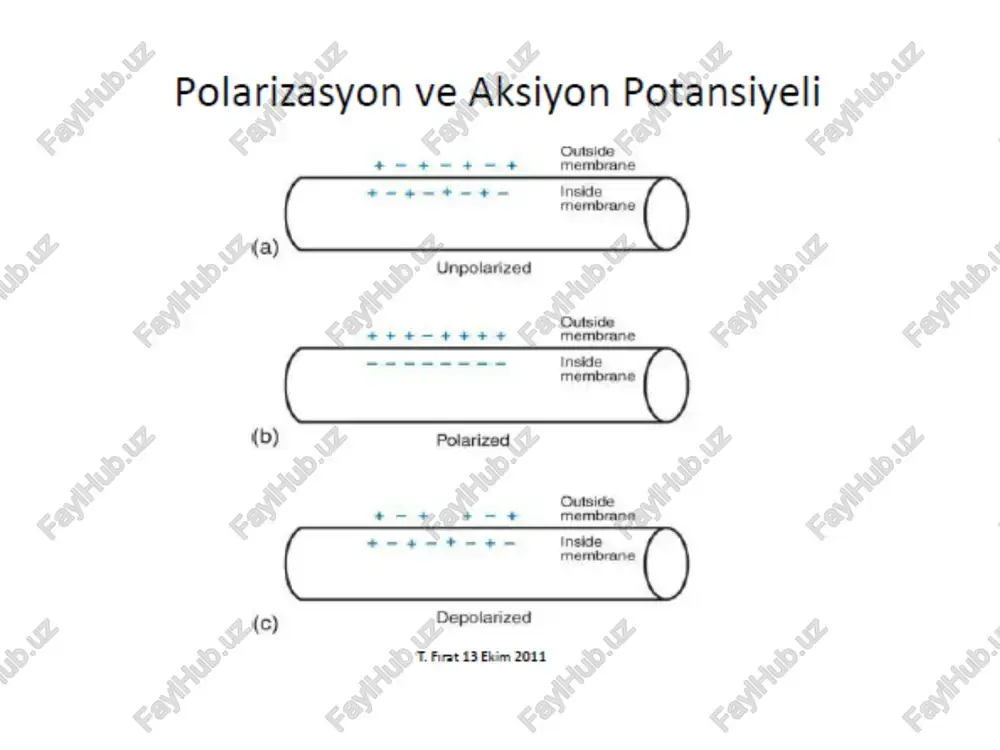 aradik ve sinüzoidal akımların kullanım alanları adale re-edükasyonu: uzun süre aynı pozisyonda kalmış ya da yanlış kullanılmaktan dolayı aktif kontraksiyonunu kaybetmiş adalelerde aktif kontraksiyonu kazandırmak için kullanılır. adele re-edükasyonu  faradik stimülasyon o kasta kontraksiyon meydana getirerek hastaya kasın doğru hareket hissini verir. stimülasyona hasta kasına aktif kontraksiyon yaptırana kadar devam edilir. örneğin: düz tabanlığa bağlı olarak ayağın iç kasları yanlış duruştan dolayı görevlerini yapamazlar bu kaslar faradik akım ile uyarılarak tekrar çalışıncaya kadar eğitimleri yapılır. adaleye yeni işini eğitmede: tendon, kas transfer ya da transplantasyonu sonrasında adaleye eski işini unutturup yeni işini öğretmek için surge’li faradik akım uygulanır. hasta kontraksiyonu görmeli ve kendi üstünde yapmalıdır. elektrodiagnostik olarak: normal bir adalenin motor noktasından minimum kontraksiyon almak için verilen faradik akıma eşik (asgari) akım denir. hasta bir adalenin eşik faradiye az cevap verilmesi halinde hipoeksitabilite, hiç cevap verilmemesine ineksitabilite, fazla cevap vermesine hipereksilabilite denir. bazı sinir ve kas hastalıkları bu şekilde …