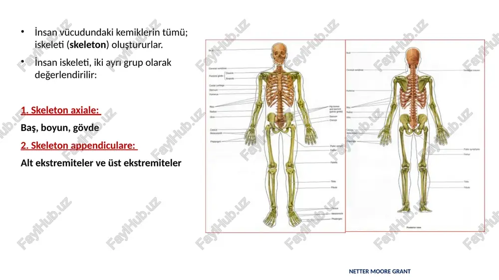 kemiği) sobotta atlas der anatomie columna vertebralis (omurga) cervical (boyun) vertebralar….7 thoracal (göğüs) vertebralar…12 lumbal (bel) vertebralar…5 sakrum (5 adet vertebra)….1 coccygis (4 adet vertebra)…….1 sobotta atlas der anatomie thorax: göğüs kafesi costalar (kaburgalar): 12 çift sternum (göğüs kemiği): 1 sobotta atlas der anatomie üst ekstremite (omuz sentürü, kol, ön kol, el) coxa……1 femur….1 tibia….1 fibula……..1 tarsal (ayak bileği) kemikler…..7 metatarsal ( tarak) kemikler……. 5 ossa digitorum manus-phalanges (parmak kemikleri)…14 scapula……1 clavicula….1 humerus….1 radius……..1 ulna…………1 carpal (el bileği) kemikler…..8 metacarpal ( tarak) kemikler……. 5 ossa digitorum manus-phalanges (parmak kemikleri)…14 alt ekstremite (pelvis, uyluk, bacak, ayak) pelvis iskeleti ossicula auricula: (kulak kemikçikleri) malleus: 2 i̇ncus: 2 stapes: 2 sobotta atlas der anatomie kemik şekilleri ossa longa: uzun kemikler ossa breve: kısa kemikler ossa plana: yassı kemikler ossa pneumatica: havalı kemikler ossa sesamoidea i̇reguler(düzensiz) kemikler uzun kemikler (ossa longa) sobotta atlas der anatomie corpus collum caput extremitas proximalis extremitas proximalis extremitas distalis …