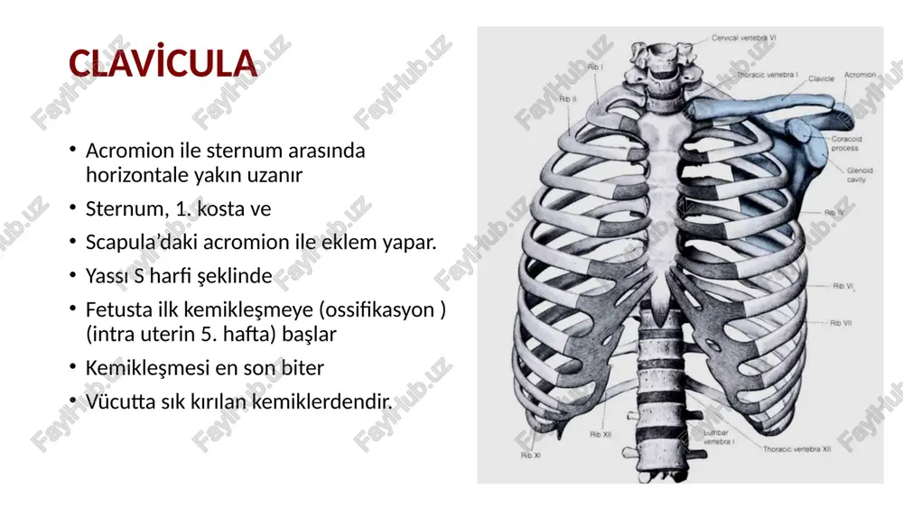 imsel ve öğretim amaçları dışında kullanılması yasaktır. bu amaçlar dışında kullananlar, yayanlar, çoğaltanlar ve satışa sunanlar 5846 sayılı fikir ve sanat eserleri kanunu gereğince tazminat sorumluluğu ve cezai yaptırımla karşılaşabilirler. bu eylemlerin düşünce hırsızlığı olduğu unutulmamalıdır! image1.gif image2.jpeg image3.jpeg image4.jpeg image5.jpeg image6.jpeg image7.jpeg image8.jpeg image9.gif image10.gif image11.gif image12.jpeg image13.jpeg image14.jpeg image15.jpeg image16.jpeg image17.jpeg image18.jpeg image19.jpeg image20.jpeg image21.jpeg image22.jpeg image23.jpeg image24.jpeg image25.gif inferior angle conoid intragien tubercle tube \ me sternal end~ costal acromial articular surface stetnal articular nutrient foramen “~~ trapezoid lin surlace impression for conoid tubercle costociavicular lig fits intrviclar contain gant, ses fre fin atl carlge costil tuouat ste stl jt dues rags ‘maria gon seapuiarnoten| superior angie se scapuiar borer supraspinarous fossa spine ot i spine of mer cromion ‘ scapula glenoid avy eal angie inkagiena ‘woerle surlace neck of scapula * eas , inraspinarous fossa eral bors ange muscular uberosies neck of r seaoula interior angle …