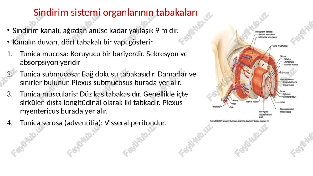 burun boşluğu, lanyx’in arkasında bulunur. arka ve yan duvarları vardır 3 kısımdan oluşur: -nasopharynx -oropharynx -laryngopharynx laryngopharynx yemek borusu(oesophagus) pharynx ve mide arasında bulunan, kaslardan meydana gelmiş boru şeklinde bir yapıdır. yaklaşık 25 cm uzunluğundadır.3 bölümden oluşmuştur. -pars cervicalis -pars thoracica -pars abdominalis mide (gaster:ventriculus) oesophagus ve duodenum arasında bulunur. mide’nin oesophagus’la birleştiği deliğe ostium cardiacum, mide’nin duedonum’la birleştiği deliğe ostium pyloricum denir. midenin bölümleri: pars cardiaca fundus gastricus corpus gastricus pars pylorica pylorus i̇nce bağırsaklar sindirim kanalının en uzun parçasıdır. canlıda 5 m uzunluğundadır. karın boşluğunun orta ve alt kısımlarını işgal eder. üç bölümden oluşmuştur. -duodenum -jejunum -i̇leum duedenum(on i̇ki parmak bağırsağı) sindirim kanalının mideden sonra sonra gelen kısmıdır.i̇nce bağırsakların en kısa ve en kalın bölümüdür. -pars süperior -pars decendens -pars horizontalis -pars ascendens parçaları pars superior pars descendens(l1-l3) pars horizontalis pars ascendens (l3-l2) ductus choledochus (safra kanalı) ductus pancreaticus (pankreas kanalı) ampulla hepatopancreatica papilla duedoni major duodenum uzunluğu: …