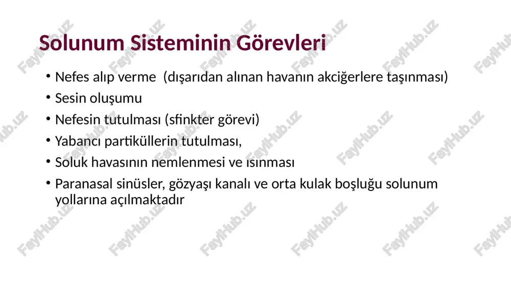 pleura (akciğer zarı) solunum sistemi yutkunma esnasında larynx alveol nasus externus piramit şekilli dorsum nasi (burun sırtını) radix nasi (burun kökü) apex nasi alae nasi (burun kanatları) nares (burun delikleri) apex nasi cavitas nasi’nin duvarları dış duvar i̇ç duvar: septum nasi ethmoid kemik vomer cartilago septi nasi choanae vestibulum nasi : üzeri deri ile örtülü hafif geniş olan giriş kısmıdır. burada bulunan kıllar solunum havası ile taşınan yabancı cisimlerin iç kısımlara geçmesini engeller. regio respiratoria : vestibulum nasinin arkasında yer alan damardan zengin koyu renkli kısımdır. vestibulum nasiden gelen hava burada ısınır ve nemlendirilir. regio olfactoria : koku duyusu ile ilgili olan bölgedir. concha nasi superiorun üst kısmında bulunur. cavitas nasi paranasal sin ü sler s inus frontalis s inus sphenoidalis s inus maxillaris cellulae ethmoidal e s burun mukozasının kemikler içerisine girmesiyle oluşurlar. baş ağırlığını azaltmak aksırırken burun içi basıncı azaltmak ses rezonansını kuvvetlendirmek, havayı süzmek, ısıtmak, nemlendirmek yeni …