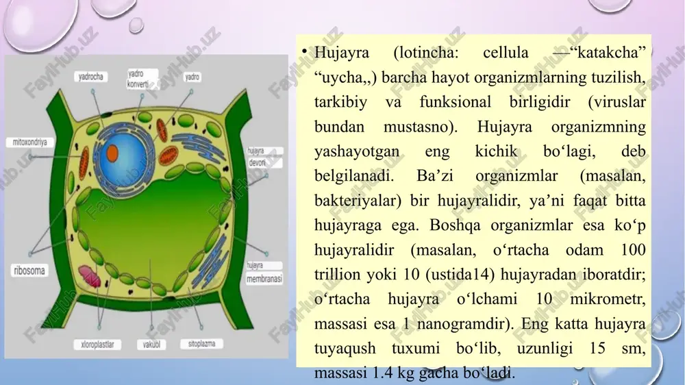 i; 2- ko'krak qismi; 3- bel qismi; 4- dumg'aza qismi; 5- dum qismi. b- yon tomondan ko'rinishi (o'rtasidan arralangan): 1- umurtqa pog'onasining kanali; 2- bo'yin lordozi; 3- bel lordozi: 4- ko'krak kifozi; 5- dumg'aza kifozi: ko'krak qafasi: 1-7- haqiqiy (chin) qovurg'alar; 8-10- soxta qovurg'alar; 11-12-yetim qovurg'alar; 13- to'sh suyagining qiiichsimon o'simtasi. ichki aʼzolar — odam va hayvonlarning, asosan, koʻkrak va qorin boʻshligʻidagi aʼzolari. ichki azolarga yurak-tomir sistemasi, nafas, hazm aʼzolari, ayirish va ichki aʼzolar, shuningdek, ichki sekretsiya bezlari kiradi. hayvonlar dunyosi o’zaro o’xshashligi va qon qarindoshligiga ko’ra hayvonlar sistematik guruhlarga bo’linadi. eng kichik sistematik birlik bu tur. turga mansub hayvonlarning tuzilishi va yashash sharoiti o’xshash bo’ladi. tur urug’ga , urug’ oilaga, oila turkumga, turkum sinfga, sinf tipga birlashadi. hayvonot olaming hujayra tuzilishiga ko’ra bir hujayrali, ko’p hujayrali turlarga bo’lamiz, umumurtqaning rivojlanganlik darajasiga ko’ra umurtqalilar va umurtqasizlar guruhiga bo’lamiz. hozirgi vaqtda o‘zbekiston faunasida umurtqali hayvonlarning 688 ta turi (sutemizuvchilarning 105 turi, …