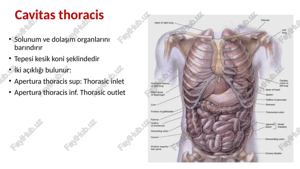 l space into the pleural cavity—tho- racocentesis—to obtain a sample of fluid or to remove blood or pus. to avoid damage to the intercostal nerve an vessels, the needle is inserted superior to the rib, high ‘9th rib external (a) technique for thoracocentesis (in midaxillary line) intercostal nerve collateral branch (b) intercostal nerve block /docprops/thumbnail.jpeg thoraks duvari anatomisi