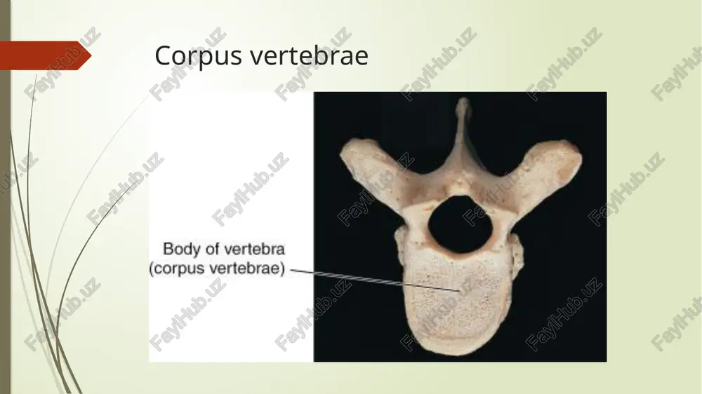 s anterior dentis facies articularis posterior dentis apex dentis atlas va axisning birikishi (yuqoridan ko’rinishi) bo’yin umurtqalarining o’zaro birikishi umurtqalarning o’ziga xos xususiyatlari: ko’krak umurtqalari (vertebrae thoracicae) tanasi bo’yin umurtqalari tanasiga qaraganda birmuncha yirik. 1-ko’krak umurtqasidan 12-ko’krak umurtqasiga tushgan sari ularning kattaligi ortib boradi. ko’ndalang o’siqlari (processus transversus) lateral va orqa tomonga yo’nalgan. o’tkir o’siqlari (processus spinosus) ham bo’yin umurtqalarinikidan birmuncha uzun bo’lib , bir-birini cherepitsa singari yopib turadi. bo’g’im o’siqlari frontal yuzada joylashadi. yuqorigi bo’g’im o’siqlari bo’g’im yuzasi orqaga, pastki umurtqalarning bo’g’im yuzasi old tomonga qarab turadi. !!!eng asosiy farqlaridan biri – ularning tanasi va ko’ndalang o’siqlarida qovurg’alarning birikishi uchun chuqurchalar (fovea costalis) mavjud. tanasi bo’yin umurtqalari tanasiga qaraganda birmuncha yirik. ko’ndalang o’siqlari (processus transversus) lateral va orqa tomonga yo’nalgan. o’tkir o’siqlari (processus spinosus) ham bo’yin umurtqalarinikidan birmuncha uzun bo’lib , bir-birini cherepitsa singari yopib turadi bo’g’im o’siqlari frontal yuzada joylashadi. yuqorigi bo’g’im o’siqlari bo’g’im yuzasi orqaga, pastki umurtqalarning …