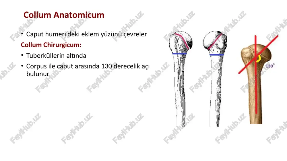 issimus dorsi , teres majör tutunur. crista tuberculi majoris : pectoralis majör tutunur. sulcus intertubercularis : tuberküller arasında yer alır i̇çinden, m. biceps brachi’nin caput longum’unun tendonu geçer corpus humeri caput , içe ve yukarı bakar corpus ile arasında bir açı: 130 collum chirurgicum : en zayıf bölüm kırıklar en çok burada olur üstte: silindir şeklindedir. altta: prizma şeklindedir. üç kenarı, üç yüzü vardır: kenarları: margo medialis margo lateralis margo anterior yüzleri: facies anteromedialis facies anterolateralis facies posterior facies anteromedialis facies anterolateralis facies posterior margo lateralis : tuberculum majustan başlar epicondylus lat ile birleşir crista supracondilaris lat margo medialis : tuberculum minustan başlar, epicondylus med ile birleşir crista supracondylaris med margo anterior : aşağıda iki çukur arasına girer margo anterior margo medialis margo lateralis yüzleri facies anterolat eralis : tuberositas deltoidea : dış yüzdeki pürtüklü saha m. deltoideus tutunur sulcus nervi radialis : n. ulnaris’in geçtiği oluk. facies anteromedialis : …