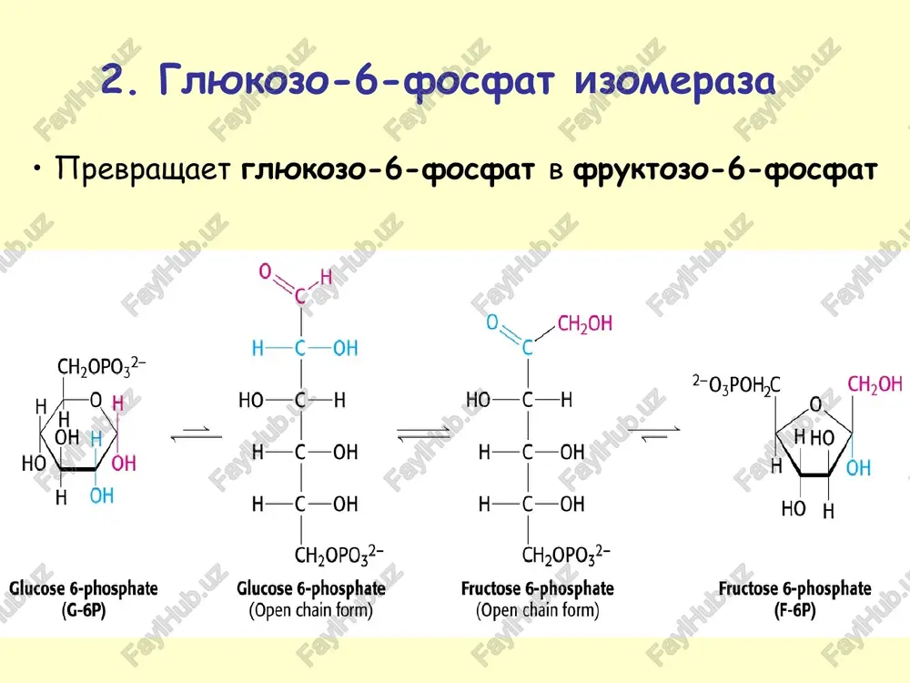 s ch3 pyruvate ht co, pyruvate decarboxylase h oo ch; acetaldehyde nadh + + +h nad h \ yz oa alcohol dehydrogenase ae ch; ethanol pyruvate nadh + ht nad*t 7 lactate dehydrogenase lactate 0. i wi phosphoglucomutase i h i = mw, _ oh 4h ho opo© ho oh h oh h oh a-d-glucose 1-phosphate t-d-glucose 6-phosphate (13.2) brain damage cataracts jaundice enlarged liver if a galactosemic infant is given milk, unmetabolized milk sugars build up and damage the liver, eyes, kidneys and brain ®adam.