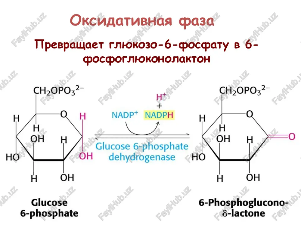 pentozofosfatniy put - Page 4