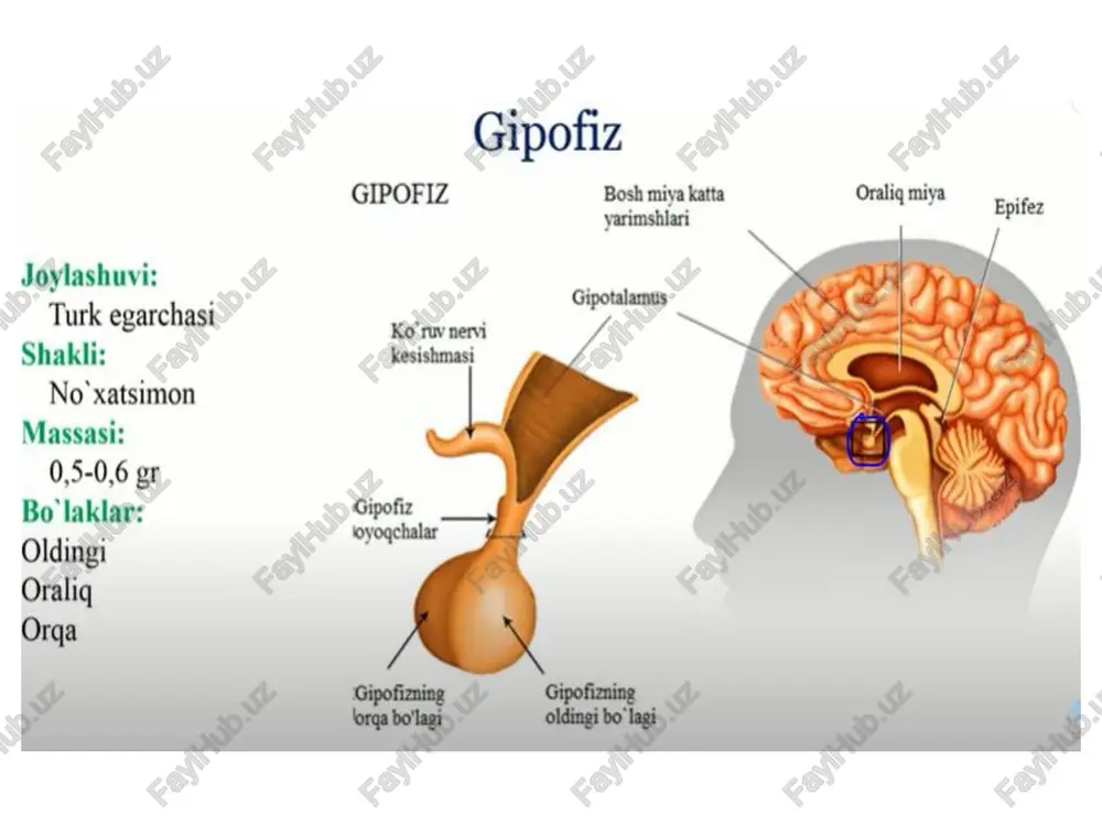 ua gptinths|psarg aan \| — uk aba gals — ilda tabaga li perikard perigard bo o 'shlig’ a ‘i fibroz perikard perikardning pariyetal qavati -epikard (visseral perikard) o@ opleg ) vesalari ~ hilerondrigg — ~ yada on faglalennnah karta gen o manich doitags (keronar afltialer) oplealer + eats gon agmsh drifass (bren acheriqaler) widck gon aglan'sh chirasg
